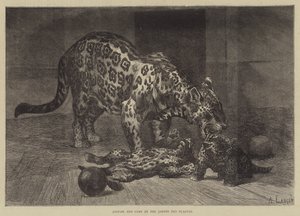 Jaguar i Cubs w Jardin des Plantes